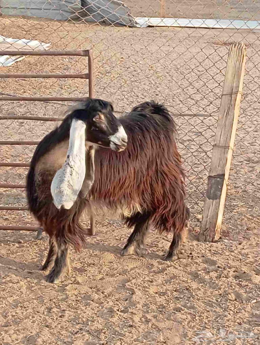 High-quality show goat, bent horn, good defense, examination condition64581045692035114