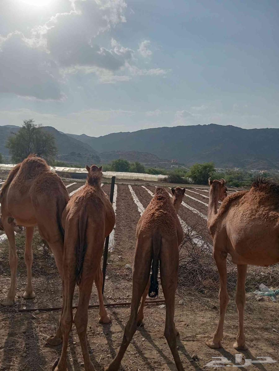 موقعنا الباحة الرياض جدة64581828891139113