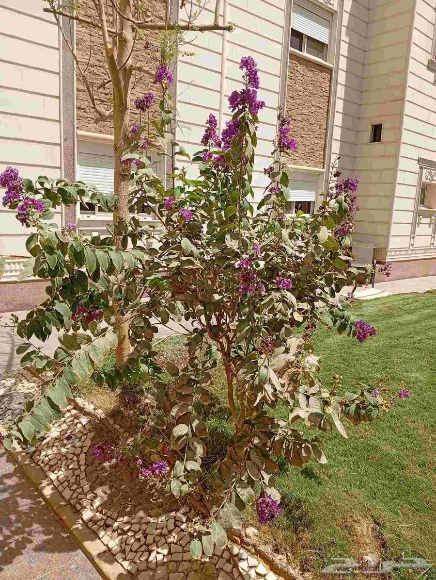 مشتل زراعي لتنسيق الحدائق والصيانة الشهري64155541988994113