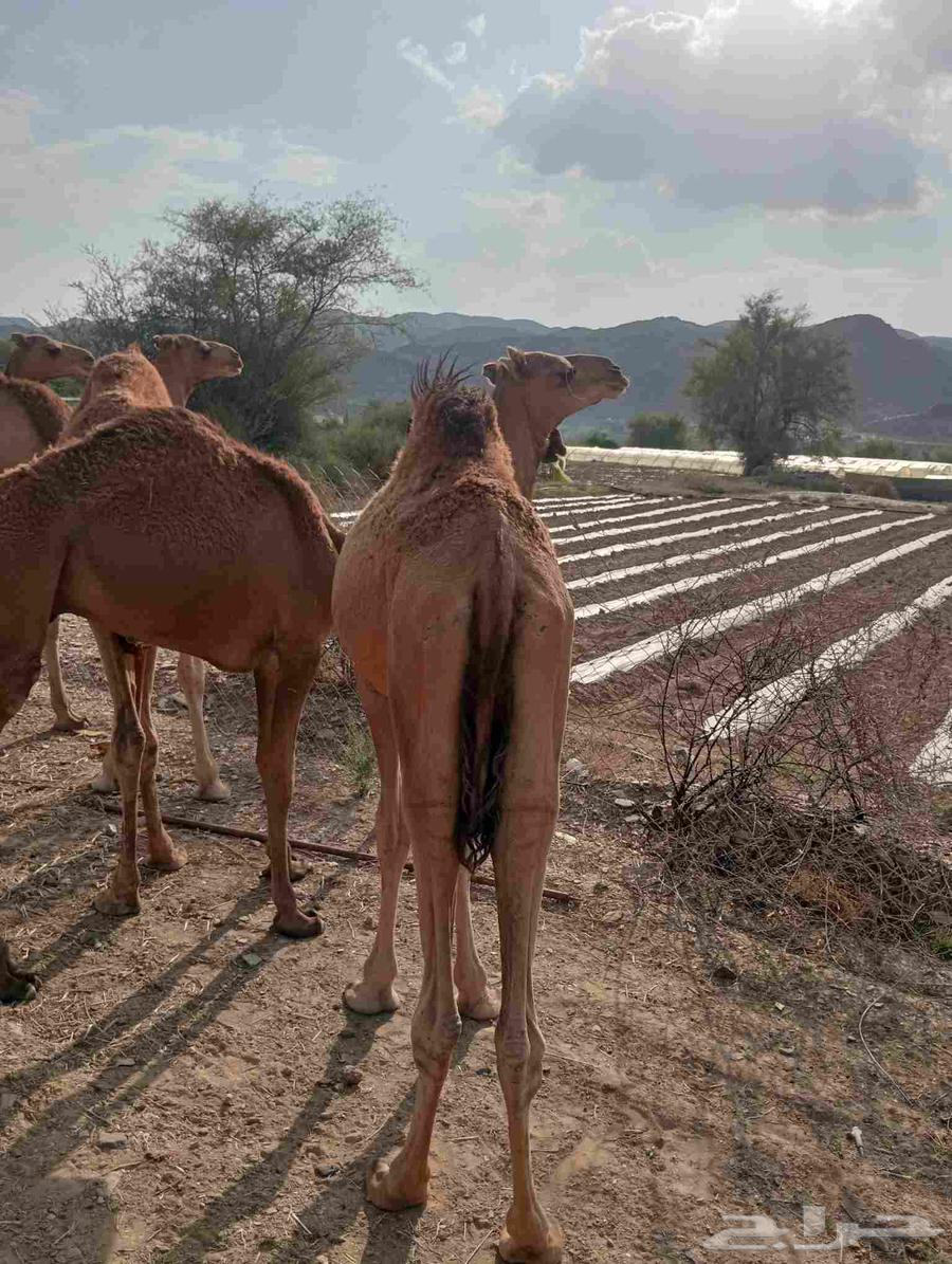 موقعنا الباحة الرياض جدة64581828891139111