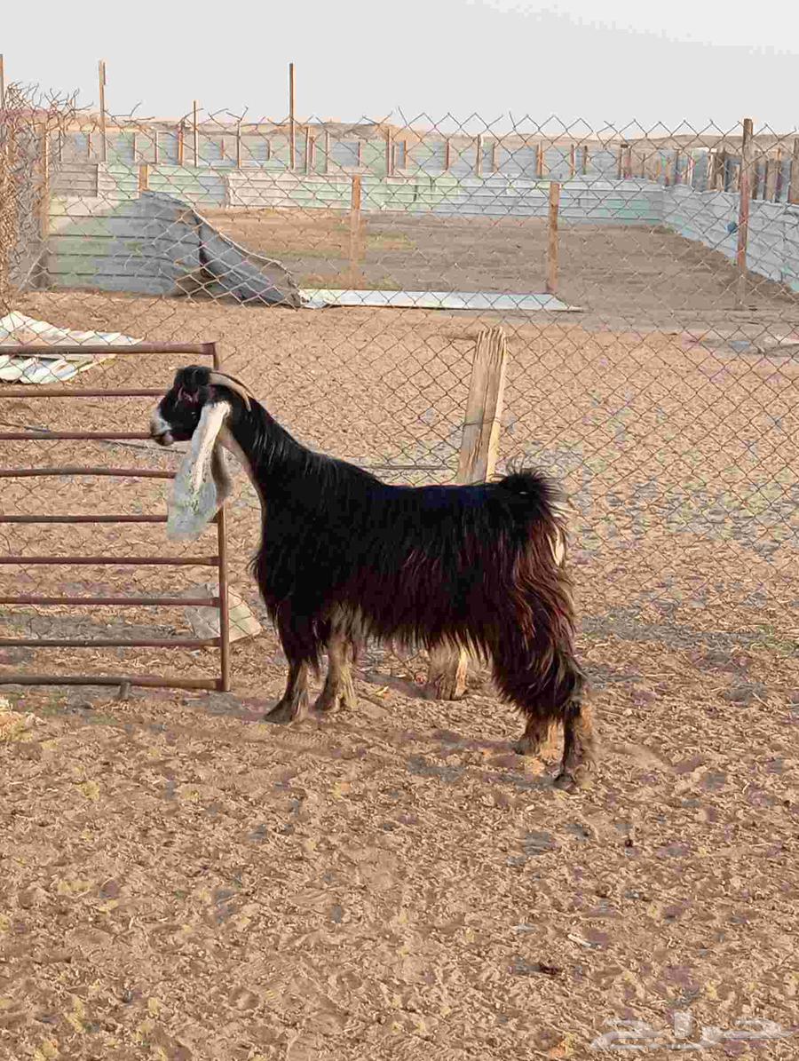 High-quality show goat, bent horn, good defense, examination condition64581045692035110