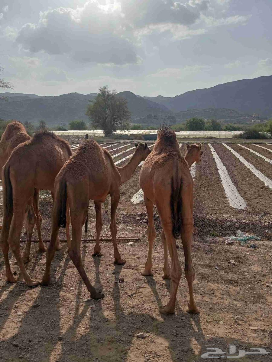 موقعنا الباحة الرياض جدة64581828891139112