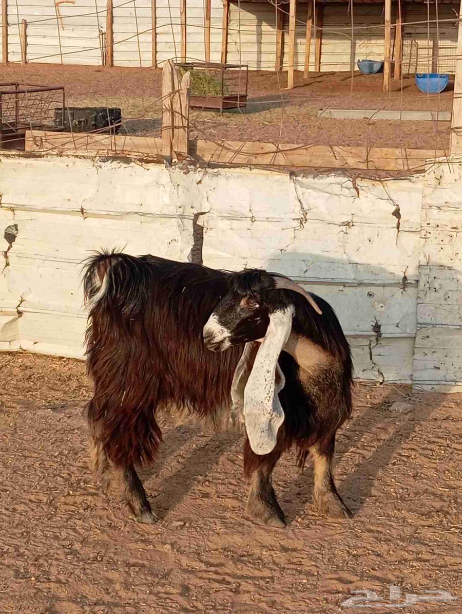 High-quality show goat, bent horn, good defense, examination condition64581045692035113