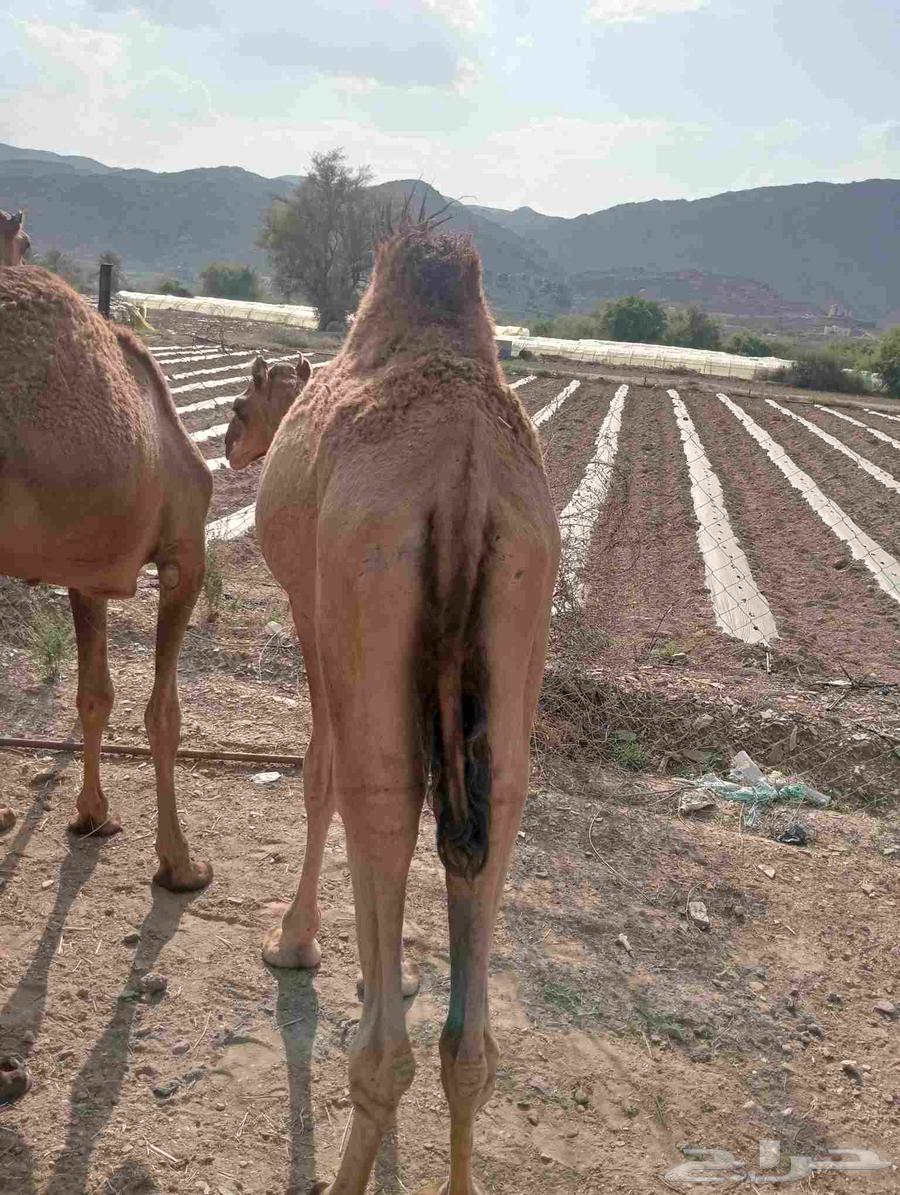 موقعنا الباحة الرياض جدة64581828891139110