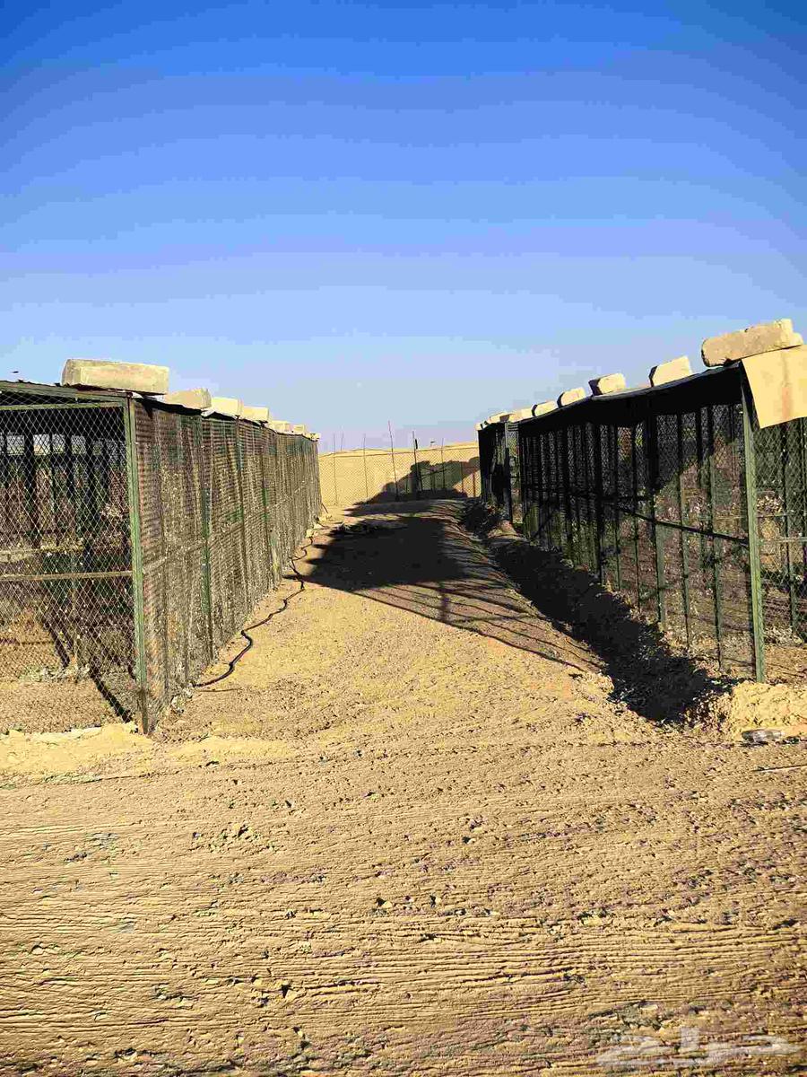 Pigeon nesting boxes, pigeon rooms, pigeon sheds, various sizes for sale64585671130881110