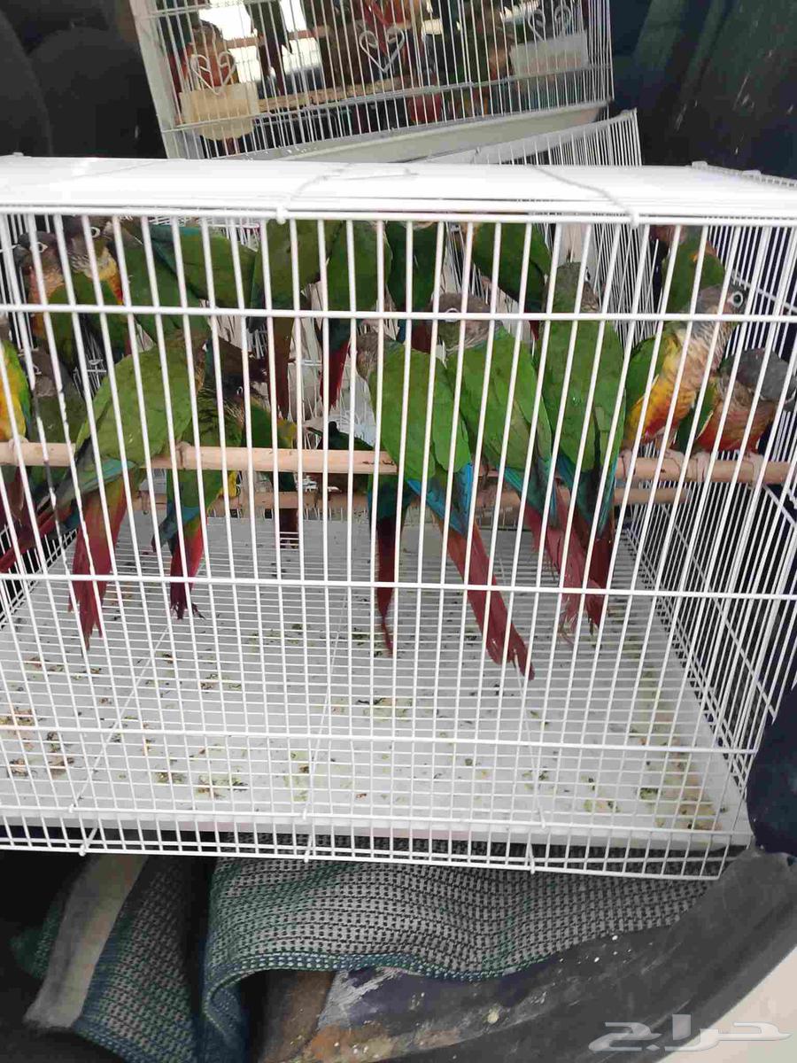 موصل طيور حيوانات اليفه أمانات64582160051075110