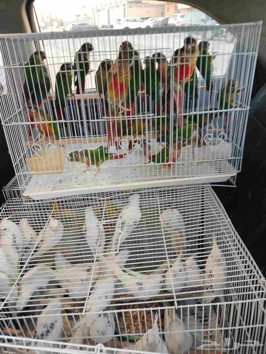 موصل طيور حيوانات اليفه أمانات64582160051075111