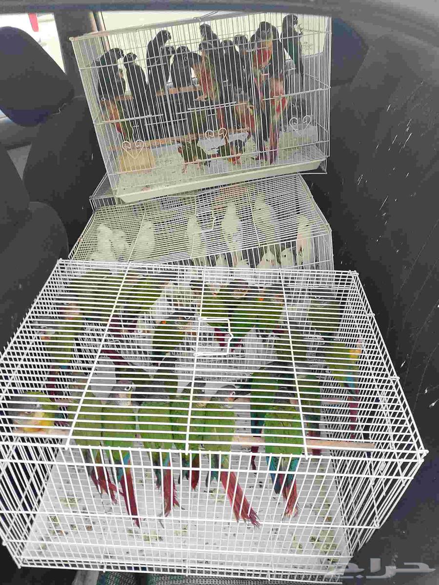 موصل طيور حيوانات اليفه أمانات64582160051075112