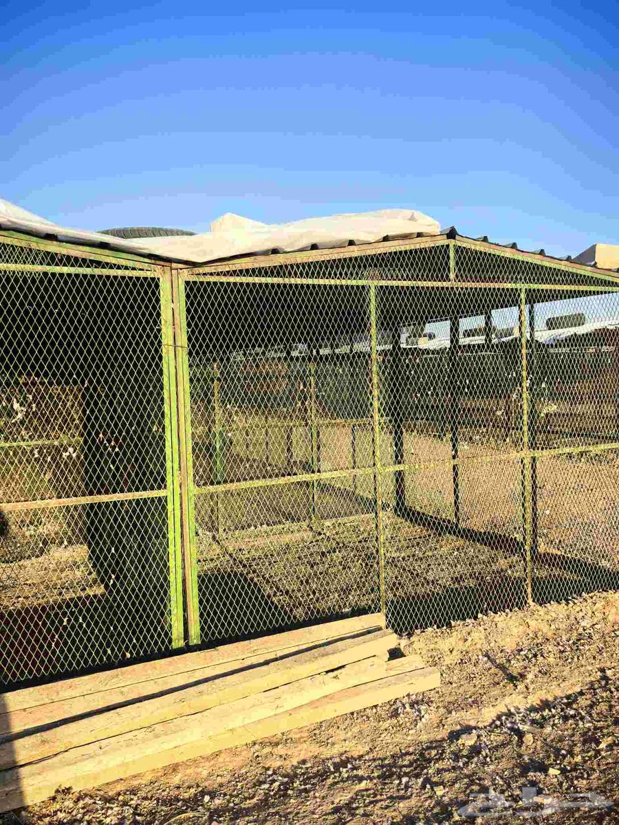 Pigeon nesting boxes, pigeon rooms, pigeon sheds, various sizes for sale64585671130881114