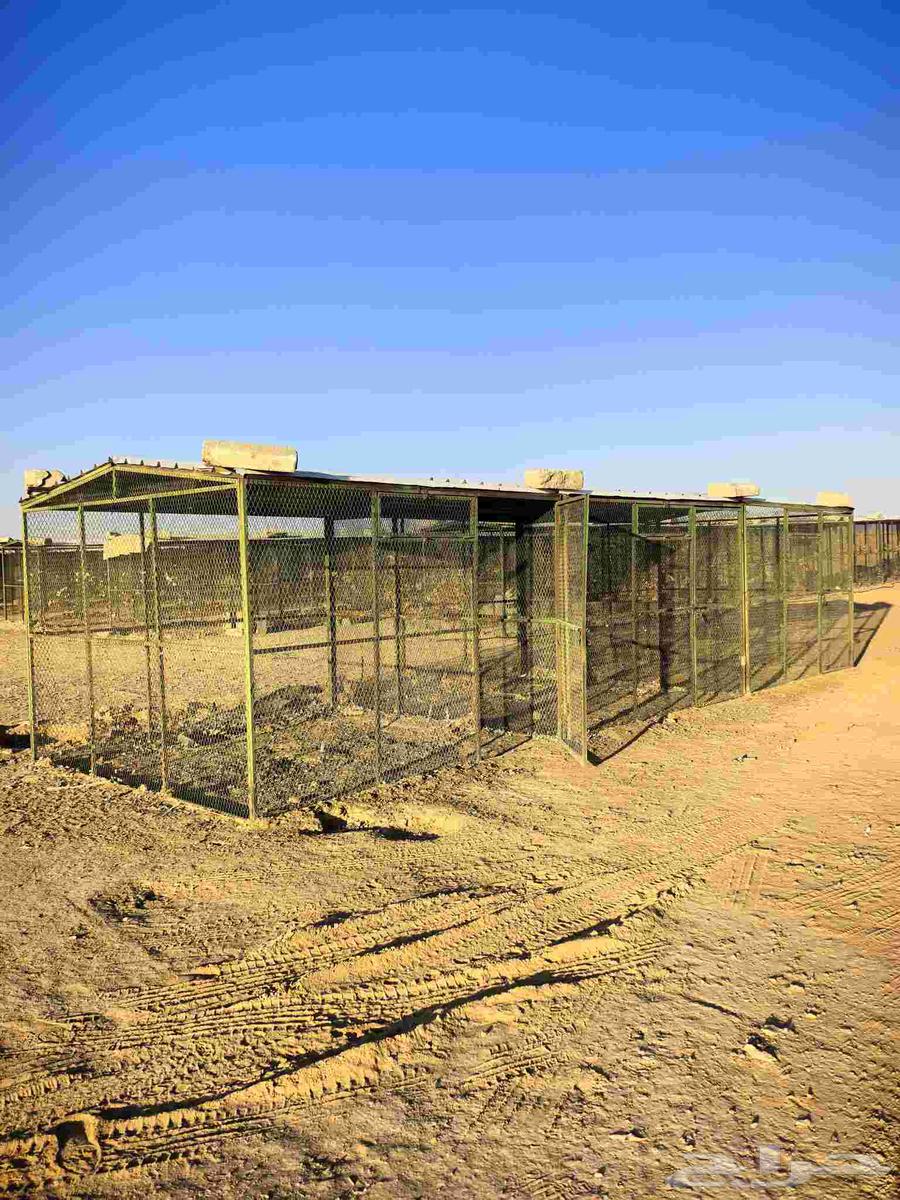 Pigeon nesting boxes, pigeon rooms, pigeon sheds, various sizes for sale64585671130881111