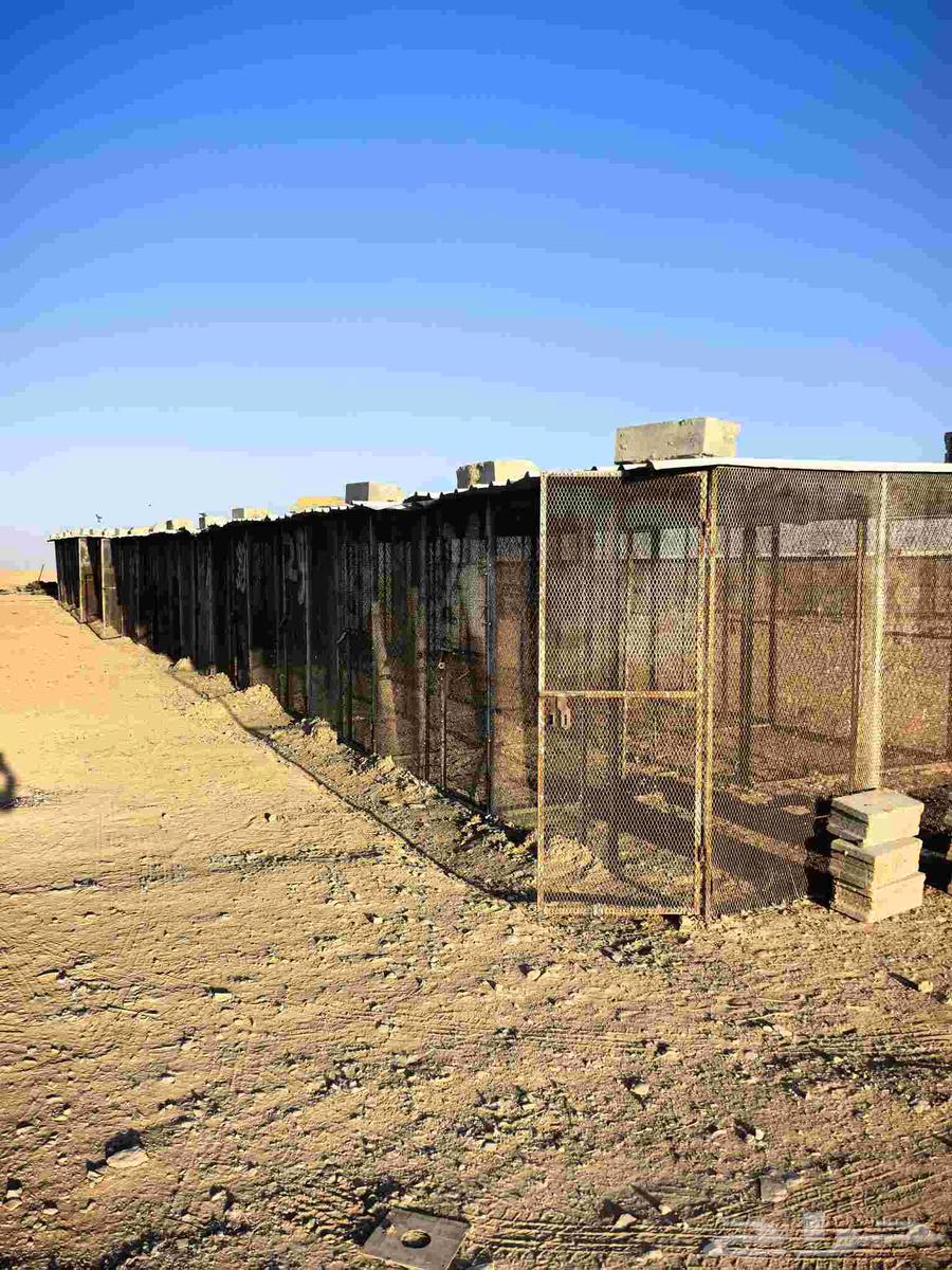 Pigeon nesting boxes, pigeon rooms, pigeon sheds, various sizes for sale64585671130881112