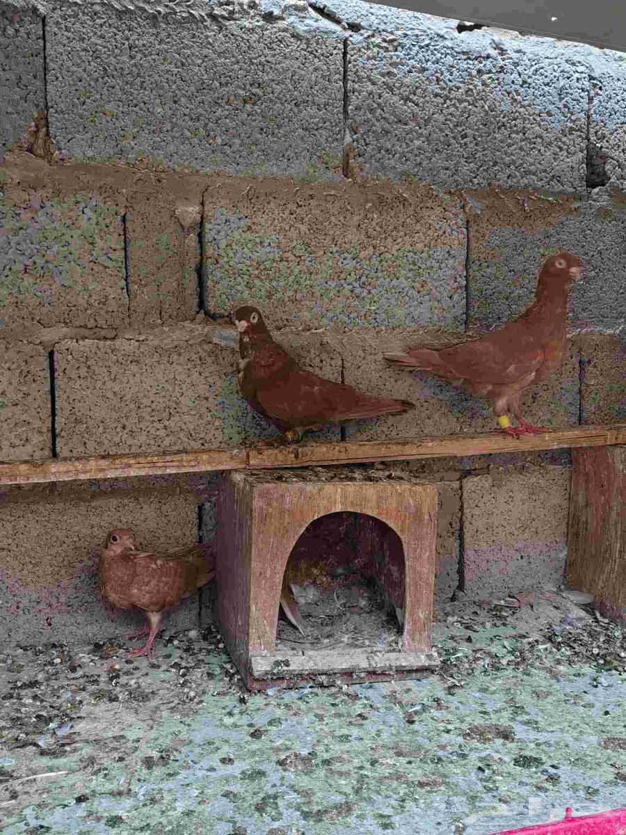 تم البيع64579814645251113