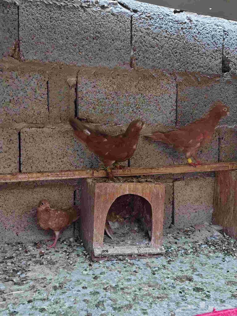 تم البيع64579814645251110