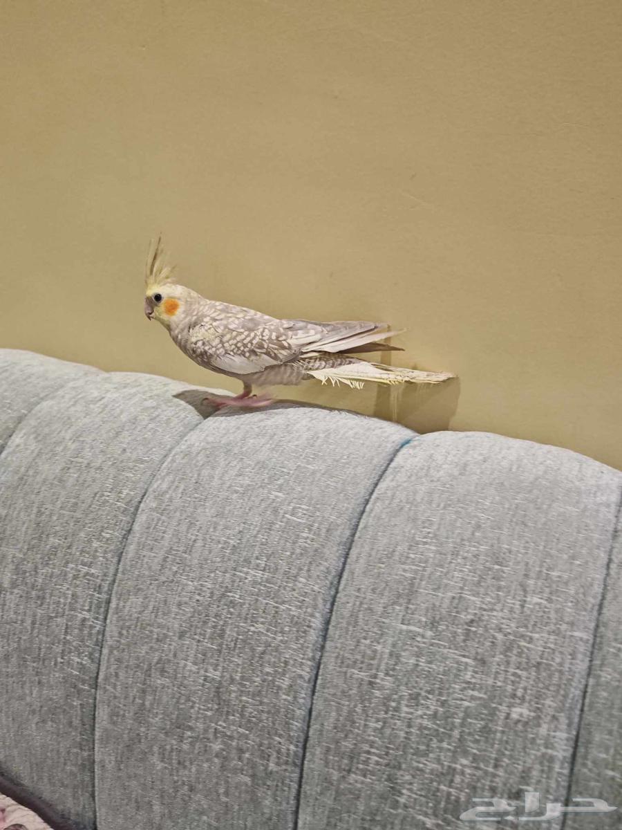 كروان كوكتيل للبيع64580772154625110