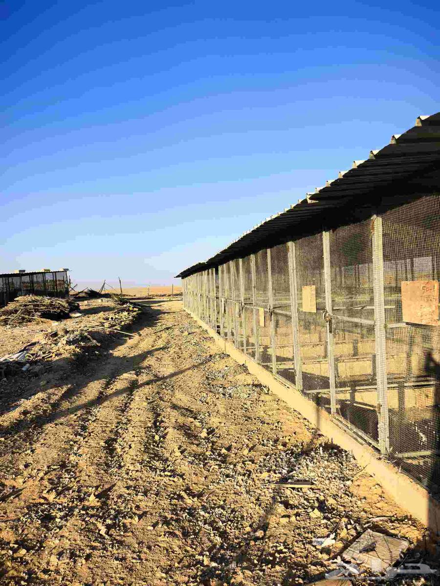 Pigeon nesting boxes, pigeon rooms, pigeon sheds, various sizes for sale64585671130881113