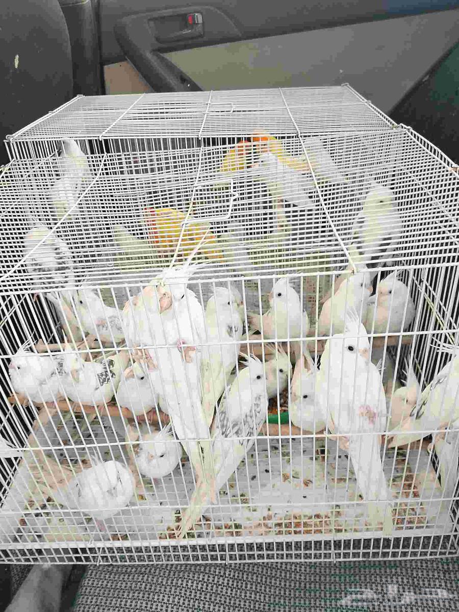 موصل طيور حيوانات اليفه أمانات64582160051075114