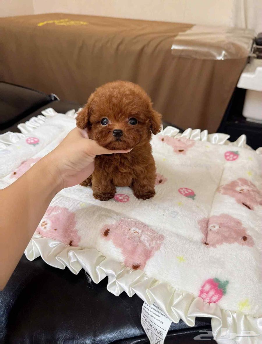 تي كب بودل مميزة جدا64580990955393111