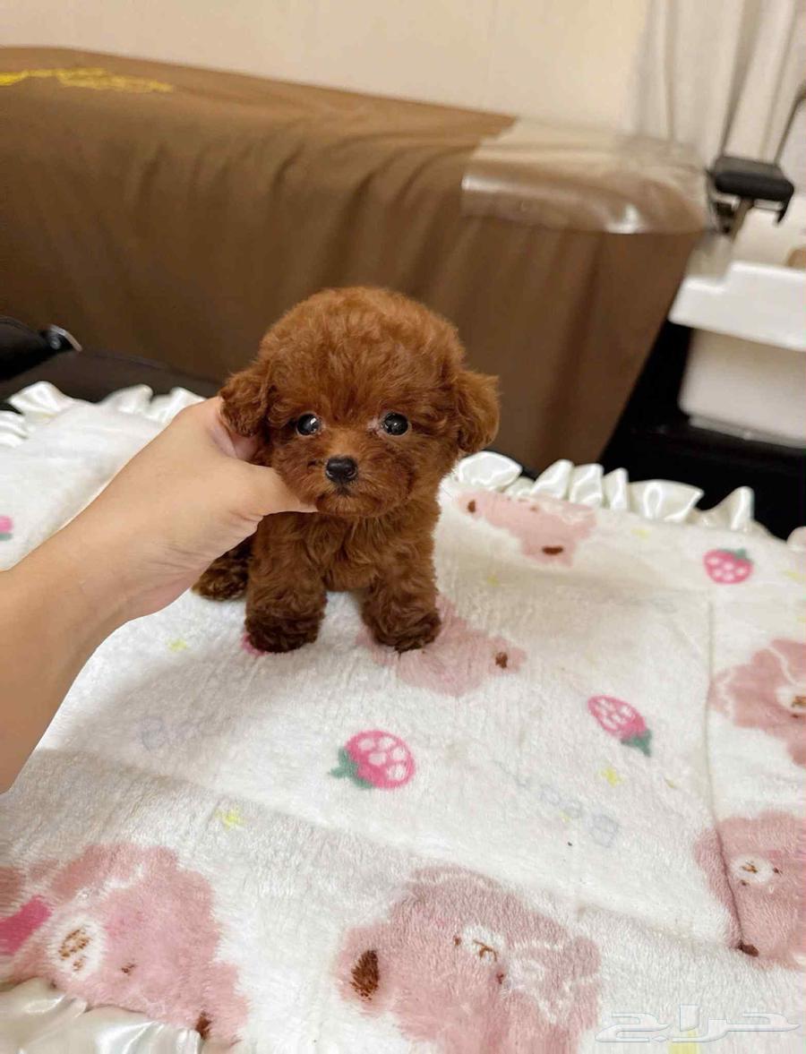 تي كب بودل مميزة جدا64580990955393110