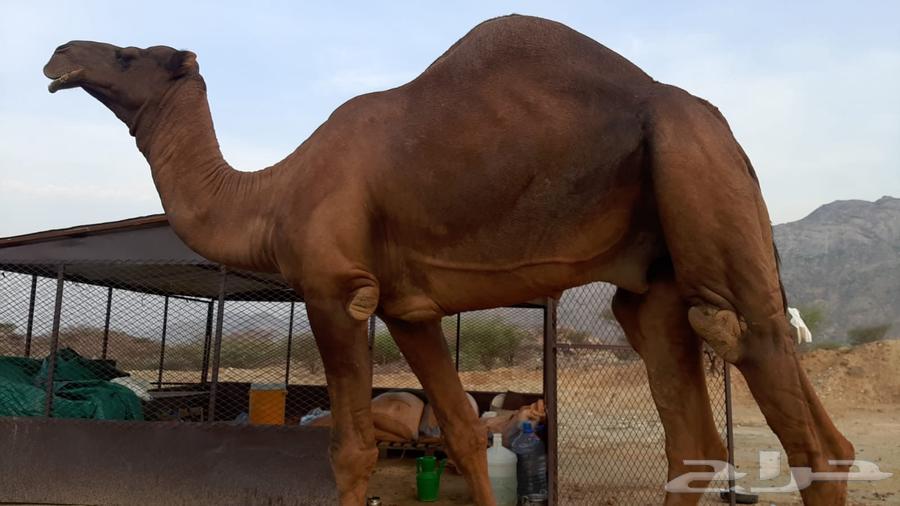 Coastal camel64581237862529111