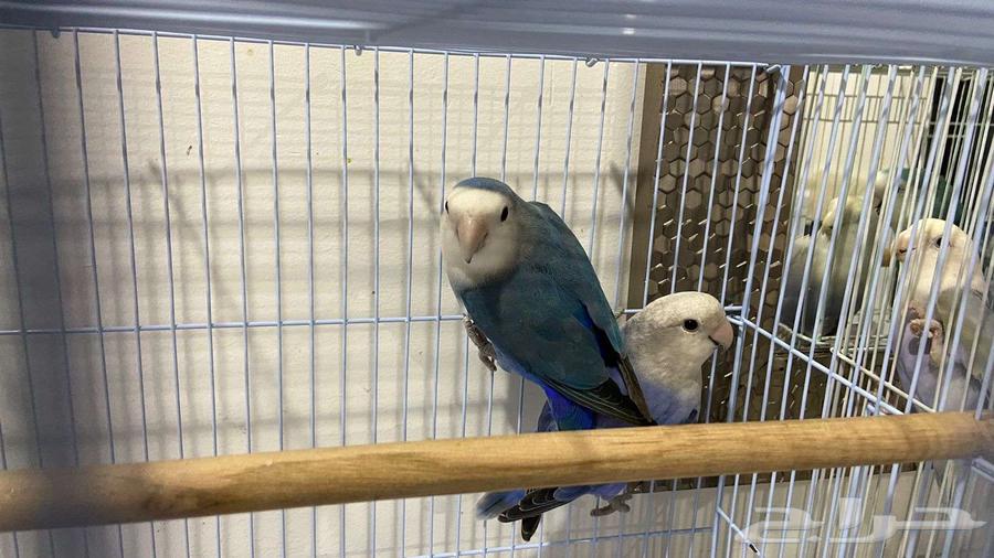 زوجين روز للبيع64582896127105112