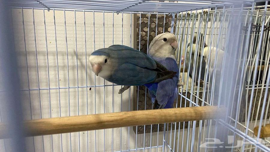 زوجين روز للبيع64582896127105113