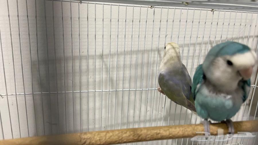 زوجين روز للبيع64582896127105111