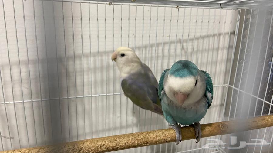 زوجين روز للبيع64582896127105110