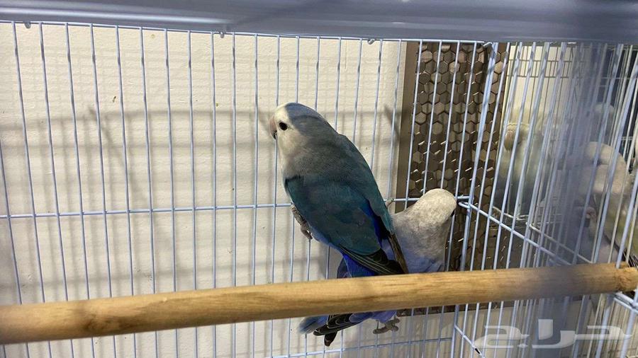 زوجين روز للبيع64582896127105114