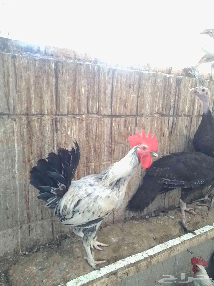 20 ديك بلدي للبيع64585082044034110