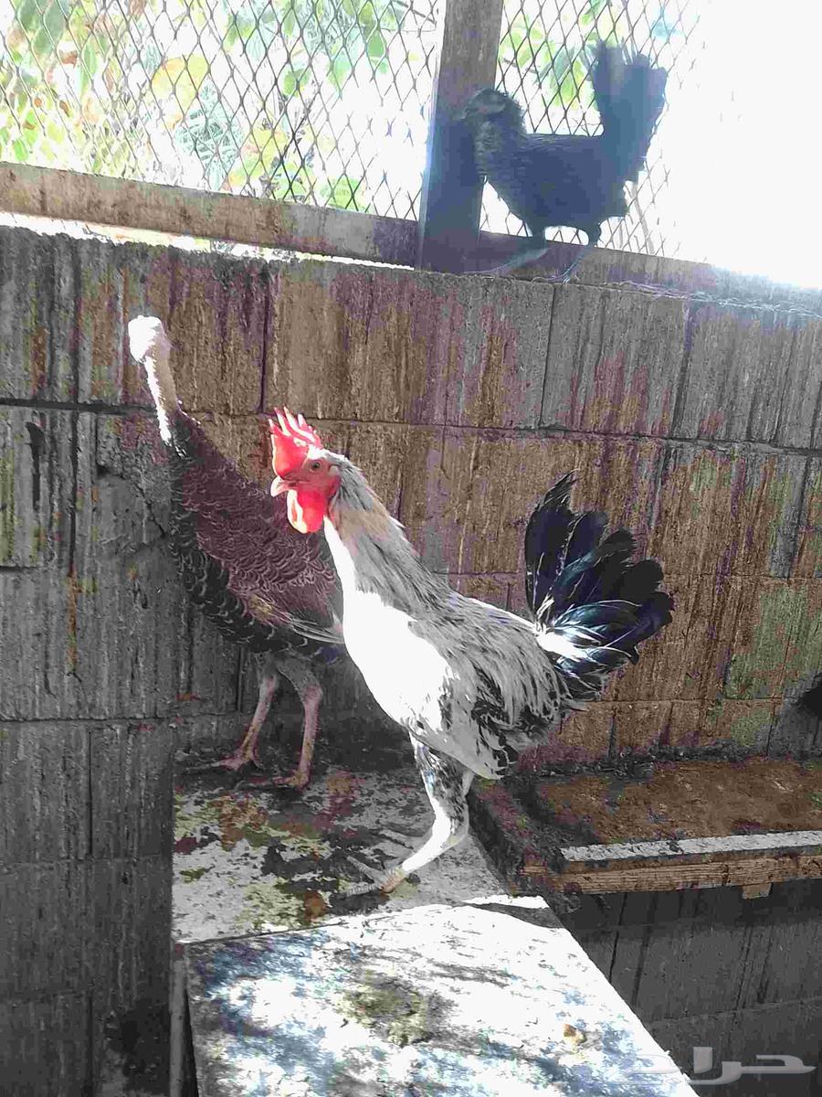 20 ديك بلدي للبيع64585082044034111