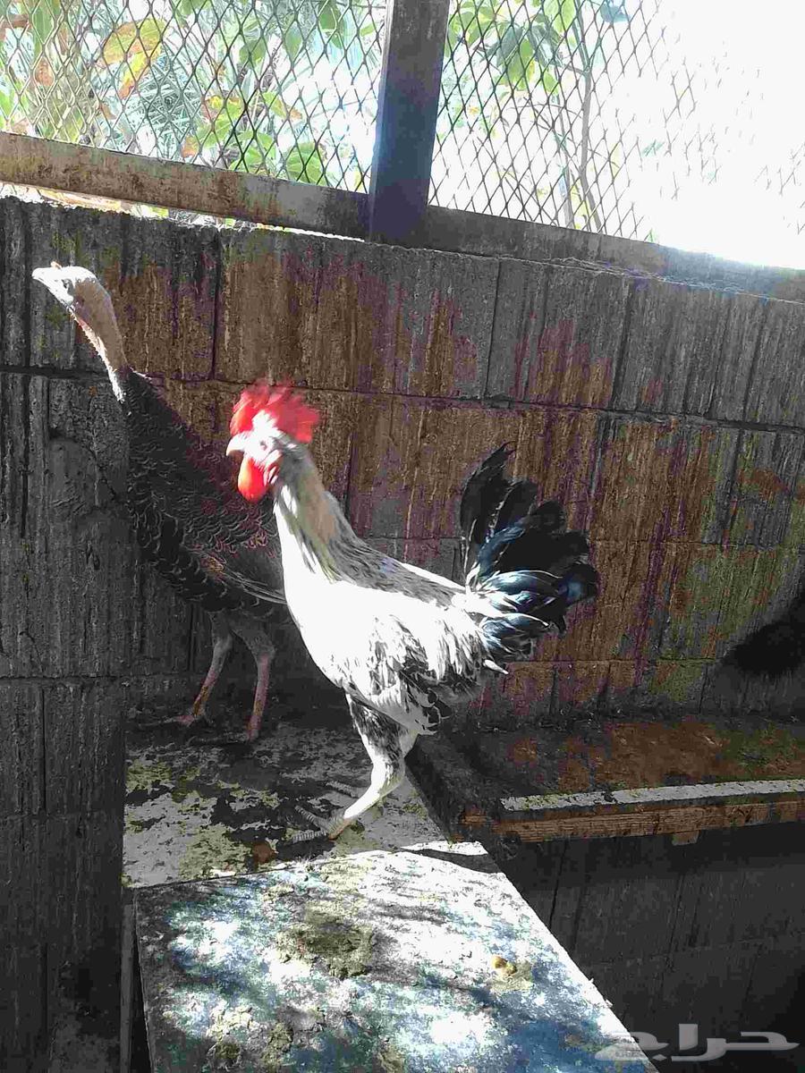 20 ديك بلدي للبيع64585082044034112