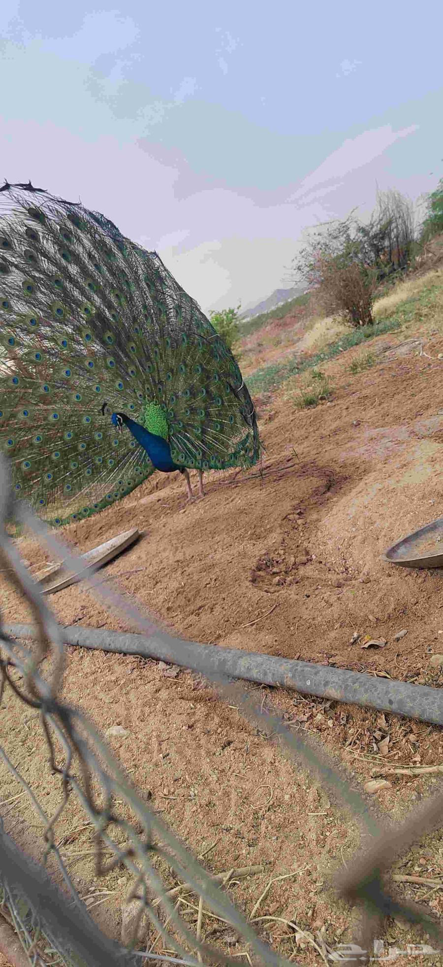 Peacock pair64522893455234114