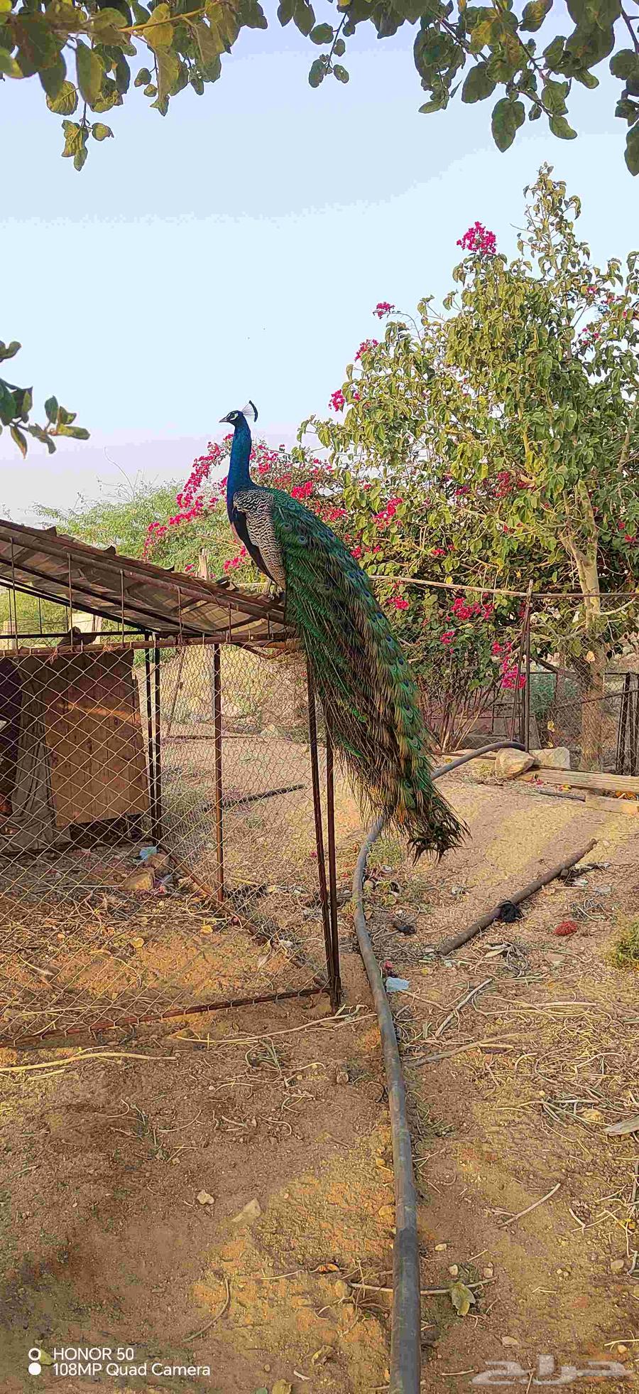 Peacock pair64522893455234113