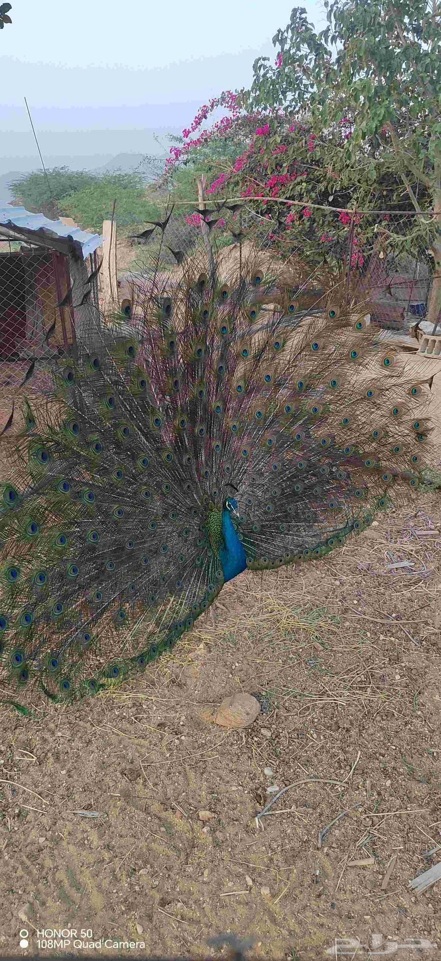 Peacock pair64522893455234112