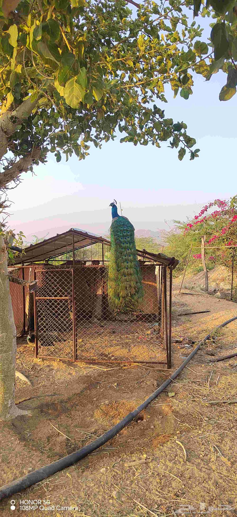 Peacock pair64522893455234110