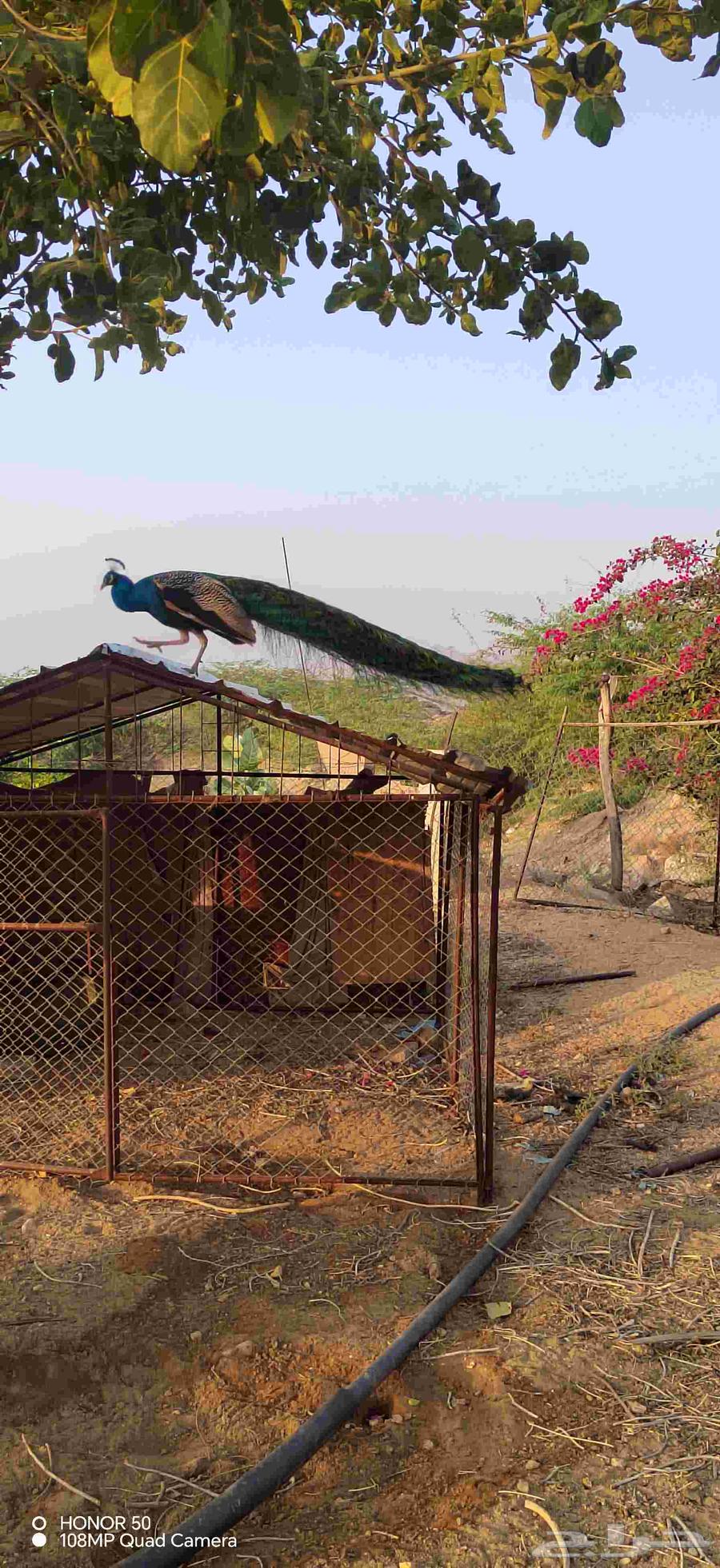 Peacock pair64522893455234111