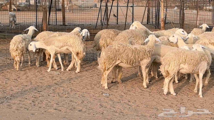 Premium Quality Sheep for Sale, Healthy and Well-Bred64585745228035114