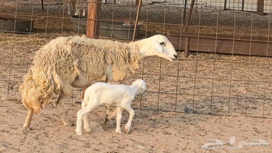 Premium Quality Sheep for Sale, Healthy and Well-Bred64585745228035111