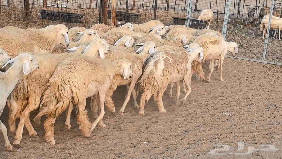 Premium Quality Sheep for Sale, Healthy and Well-Bred64585745228035110