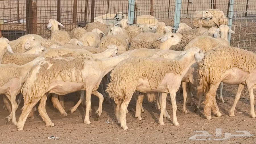 Premium Quality Sheep for Sale, Healthy and Well-Bred64585745228035112