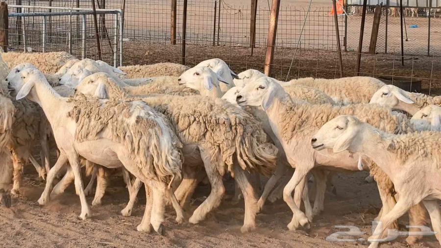 Premium Quality Sheep for Sale, Healthy and Well-Bred64585745228035113