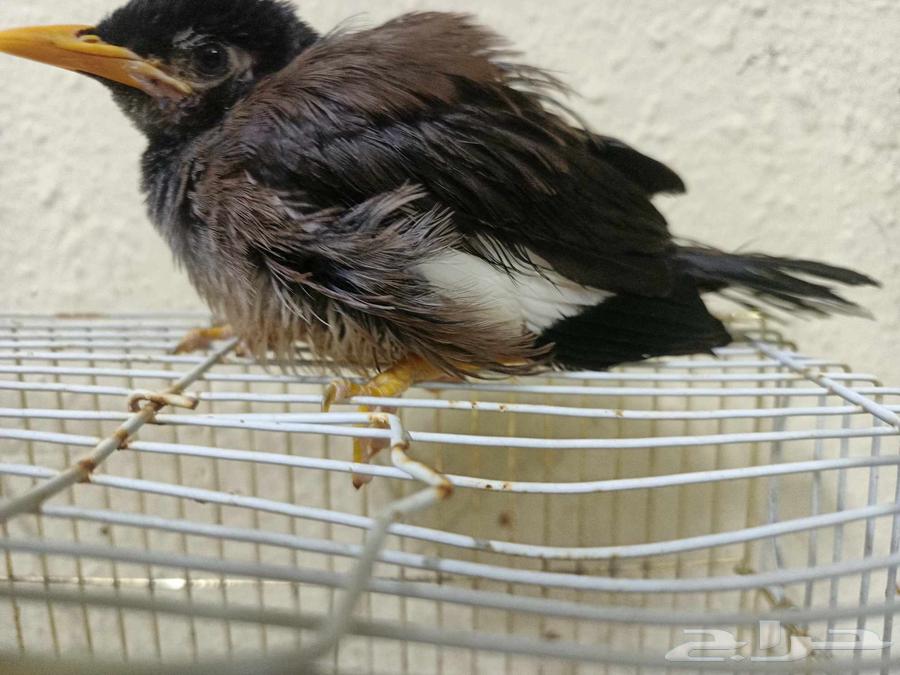 مينو اليف ب 200 بدون قفض ب قفص ب 25064582388928003110