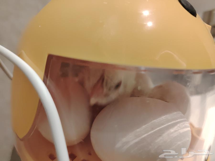 تم البيع فقاسة صغيرة64581979886722110