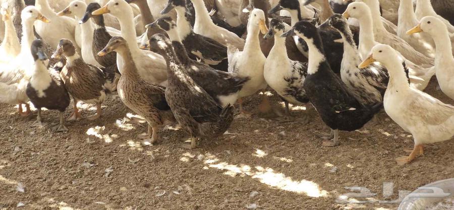 بط شرشري بياض64583781309827114