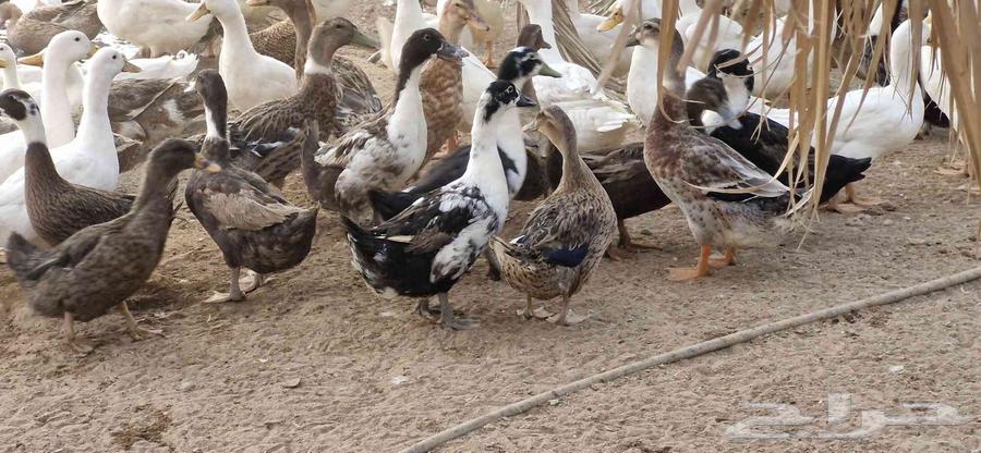 بط شرشري بياض64583781309827110