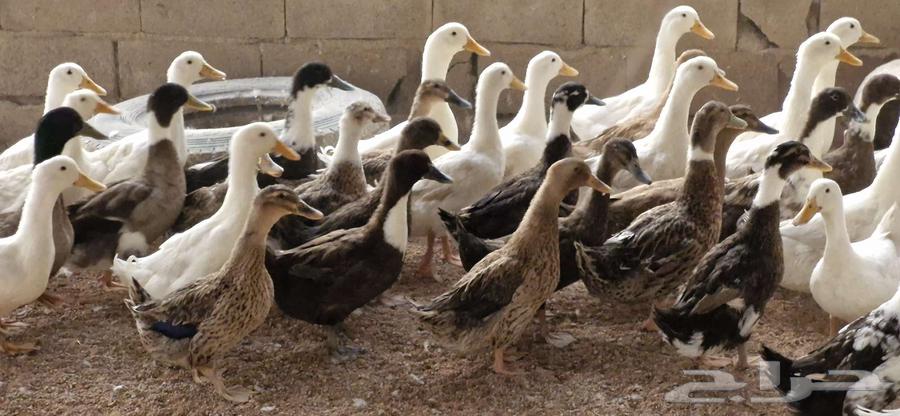 بط شرشري بياض64583781309827113