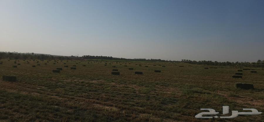 بلو بنك عود ناعم وشد طيب .64590594331778110