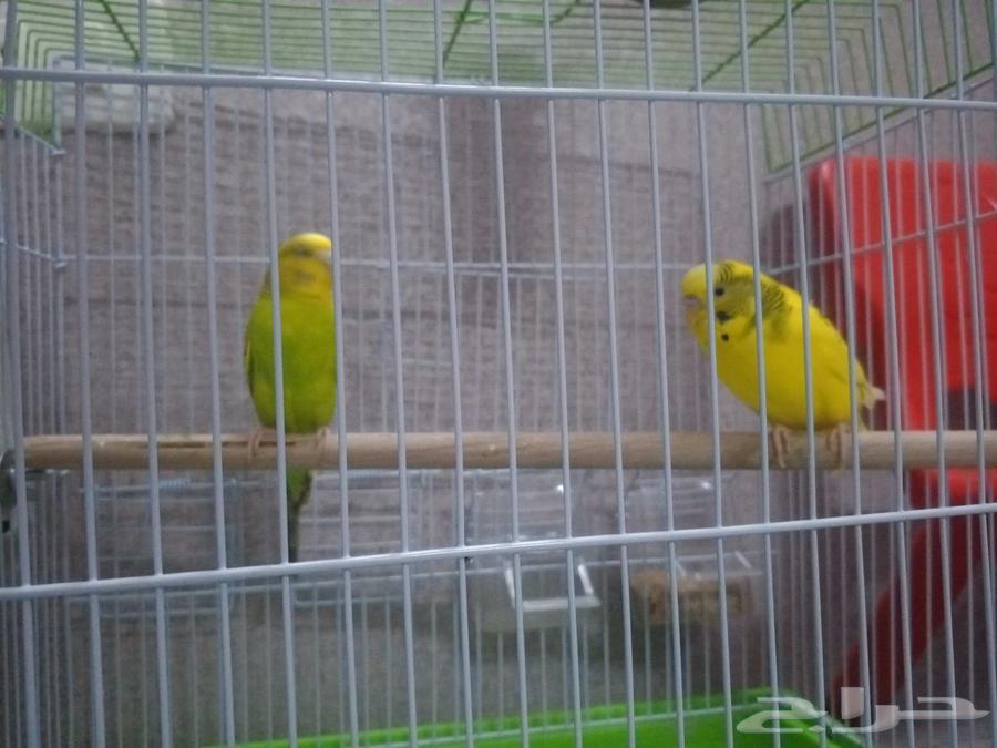 Healthy pet budgerigar birds, excellent health, reason for sale: I didn't have time for them64587194101761111