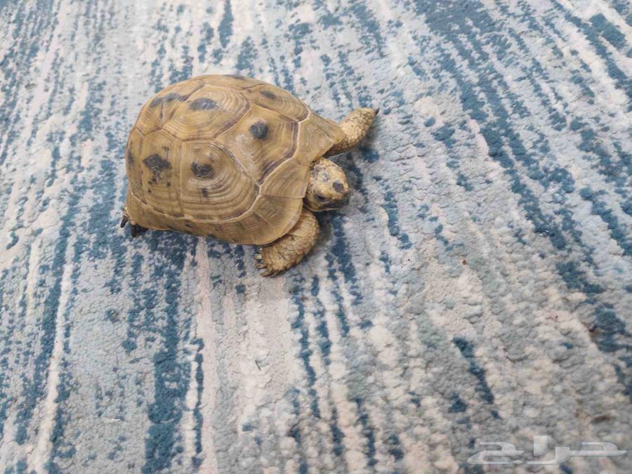 Turtle for sale64582471083267110