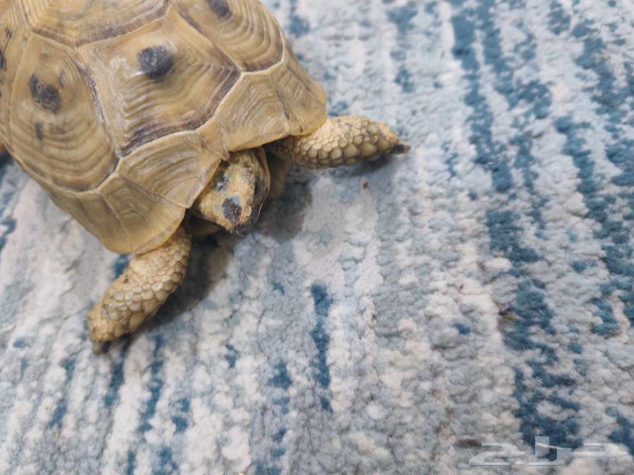 Turtle for sale64582471083267111